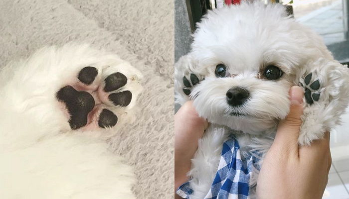 천사 같은 우리집 댕댕이가 꼬순내 나는 ‘발’ 잡으면 신경질 냈던 진짜 이유