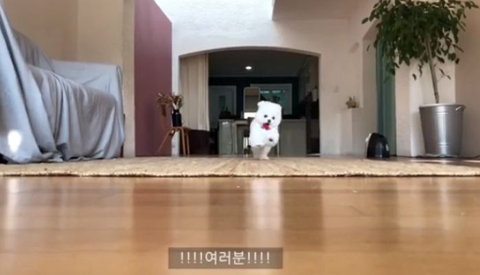 귀여운 ‘발바닥 젤리’로 보는 사람 ‘심쿵사’하게 만드는 강민경 반려견 휴지