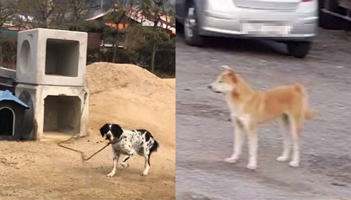 키우던 개와 친하게 지내던 유기견 마음에 안들어 건강원 사장 불러 대놓고 ‘죽인’ 철물점 사장