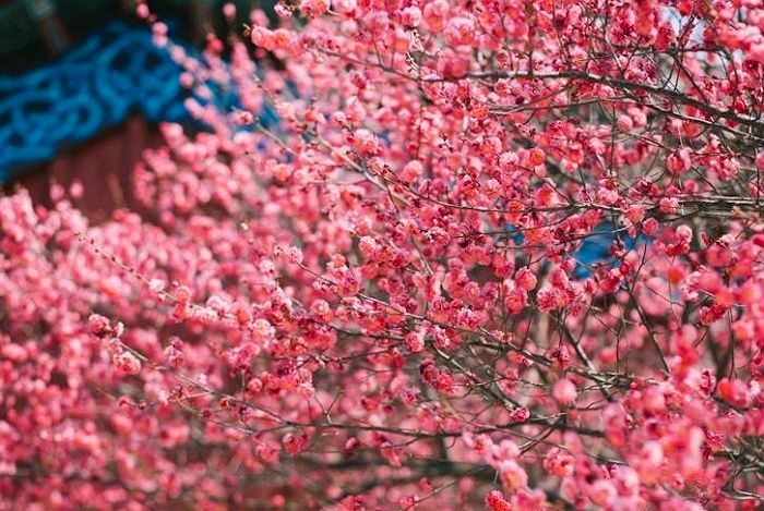 따뜻한 봄 맞아 연붉은 분홍빛 꽃망울 터뜨린 ‘화사+영롱’ 홍매화 실사 사진