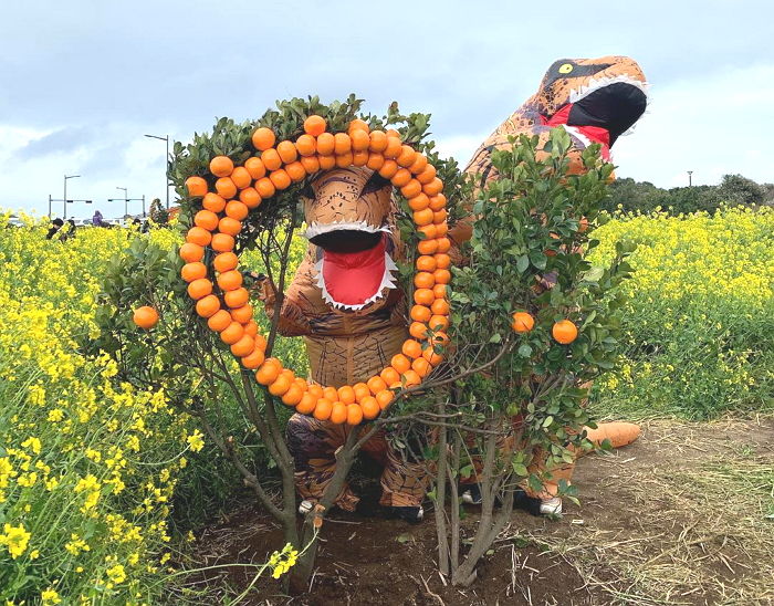 유채꽃 활짝 핀 제주도 여행 가서 ‘백악기 럽스타(?)’ 찍고 온 ‘핵인싸 티라노’ 커플