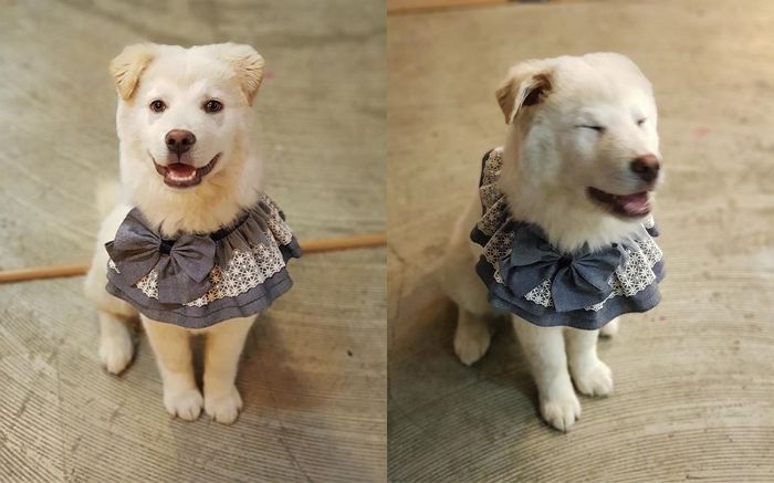 옥상에 방치돼 비 쫄딱 맞다가 구조된 후 ‘건치 미소’ 되찾은 백구