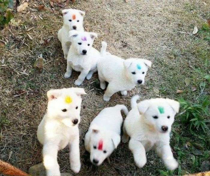 “회사 사장이 새끼 강아지 데려와서 다 크면 ‘개장수’에게 팔아넘깁니다”