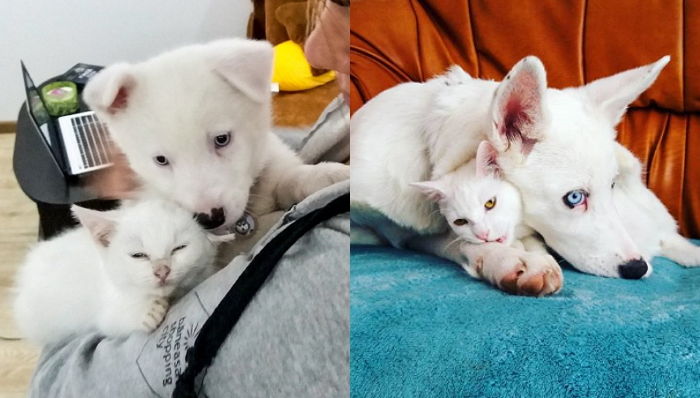 자기랑 똑닮은 ‘아깽이’ 친동생인 줄 알고 최애 간식 나눠주는 흰둥이