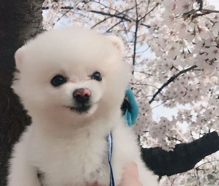 다가오는 봄 활짝 핀 벚꽃 아래서 우리집 댕댕이 꼭 찍어줘야 할 ‘꽃개샷’