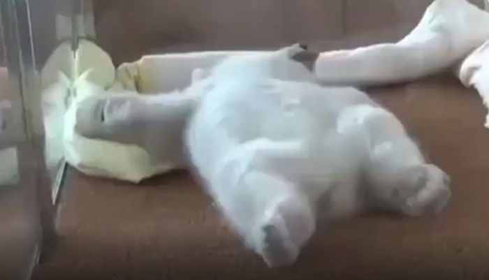 “좀만 더 잘래요~”…월요일 아침 눈 뜨기 싫어 온몸으로 발악(?)하는 아기 북극곰