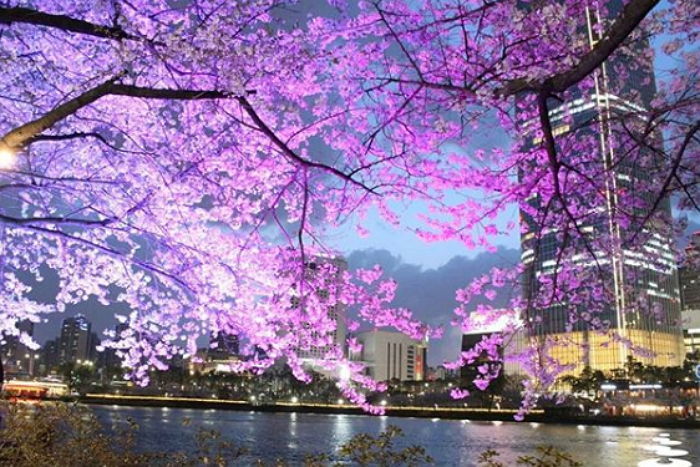 낮보다 밤에 로맨틱한 분위기 2배 더 샘솟는 서울 ‘벚꽃 야경’ 명소 4