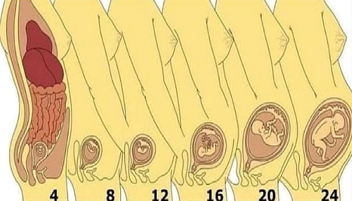 ‘임신’한 여성의 몸 속 ‘장기’에서 벌어지는 놀라운 일