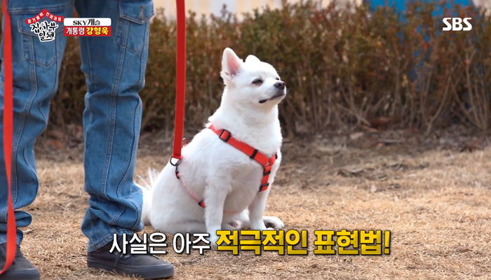 우리집 댕댕이가 게슴츠레 눈 뜨고 ‘개아련’ 표정 짓는 진짜 이유