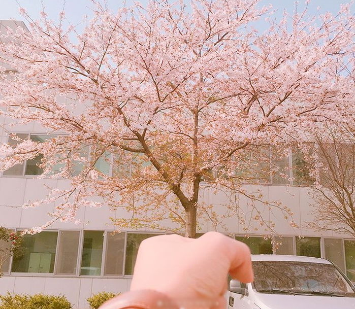 벚꽃 활짝 피면 손에 한 그루 쥐고 꼭 찍어야 할 ‘벚꽃다발샷’