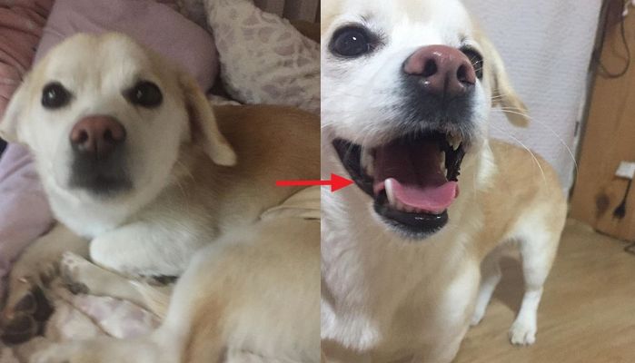 ‘중성화 수술’ 후 실밥 풀고 정신줄(?) 놓은 ‘짱절미’ 근황