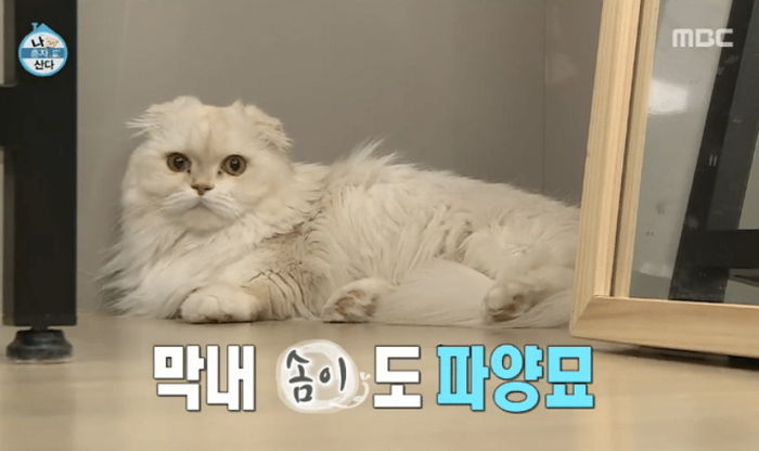 윤균상이 반려묘 솜이 무지개다리 건넜다고 전하며 언급한 ‘헤어볼’의 의미