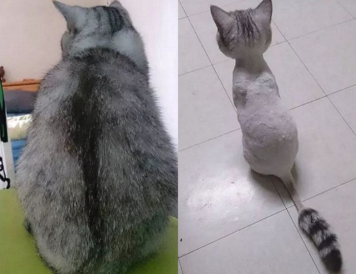 “오동통한 뒤태가 매력적인 우리 집 뚱냥이가 알고 보니 ‘털빨’이었습니다”