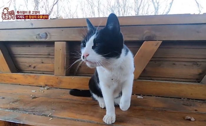 길 잃은 등산객만 보면 어느샌가 나타나 안내(?)하는 ‘세젤귀’ 안내냥