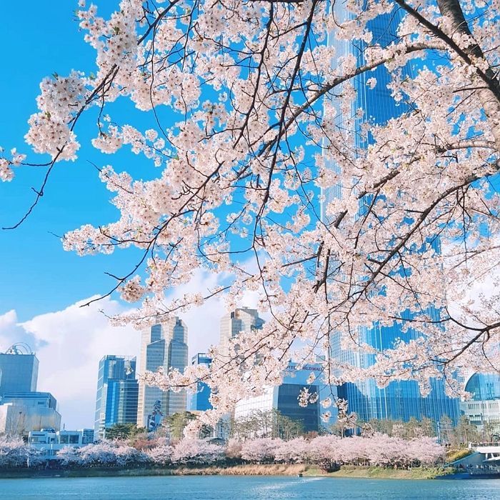 오는 금요일, ‘썸남썸녀’ 함께 가면 저절로 ‘스킨십’ 한다는 석촌호수 벚꽃축제 시작된다