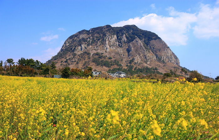 오늘(1일) 티몬 달려가면 봄기운 가득한 제주도 항공권 ‘990원’에 살 수 있다