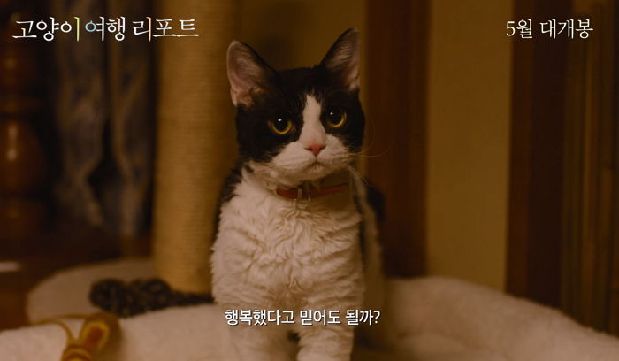 “나를 키워라 집사 놈아!” 연기 천재 ‘길냥이’ 나오는 새 영화