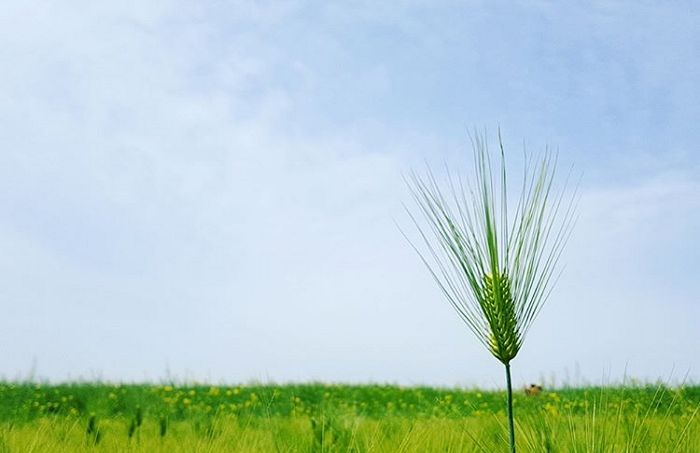 청량감 팡팡 터져 사진 찍으면 ‘두 배’ 더 예뻐 보이는 ‘청보리밭축제’