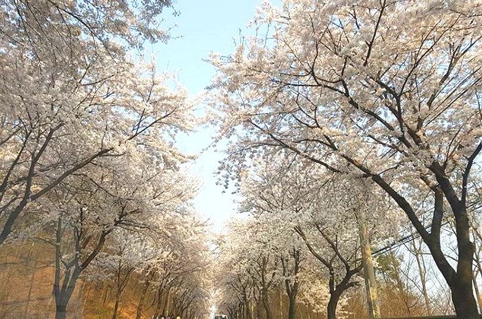 중간고사 때도 ‘벚꽃길’ 걸을 수 있는 행운의 고등학교 4곳