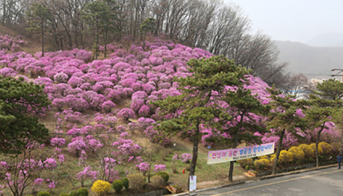 효성, 진달래 축제 진행한다…안양공장 지역 주민에게 개방