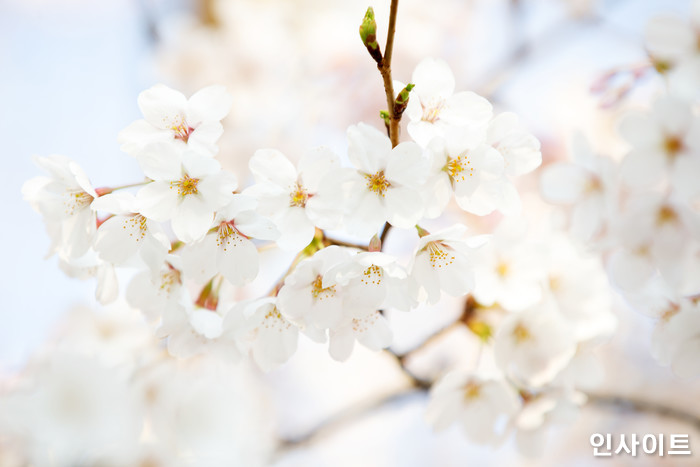 인사이트 / 사진=박찬하 기자 chanha@