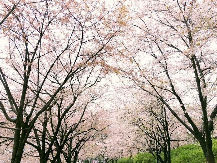 “또 ‘꽃구경’ 가세요”···오늘(8일) ‘벚꽃’ 보러 가기 딱 좋은 맑고 미세먼지 없는 봄 날씨