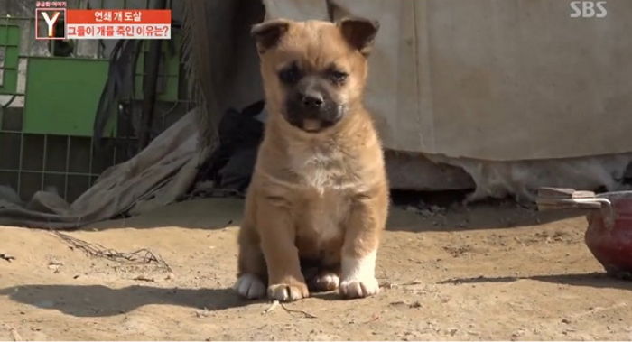 “우리 강아지가 이웃집 여자 때문에 ‘독약’을 먹고 죽었습니다”