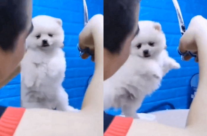“털 깎기 싫댕” 무뚝뚝한 미용사마저 ‘아빠미소’ 짓게 만든 아기 포메 댕댕이