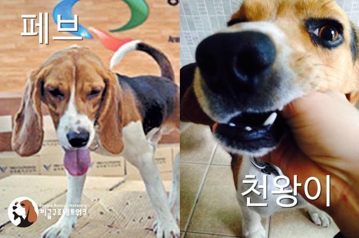 “인간 위해 봉사하다 실험실서 무지개다리 건넌 메이 말고도 강아지 두 마리 더 갇혀있다”