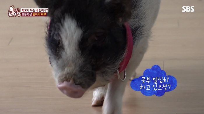 매일 초등학교 교실에 도도한 걸음으로 등장해 ‘수업’ 듣는 ‘돼지’ 뚱이