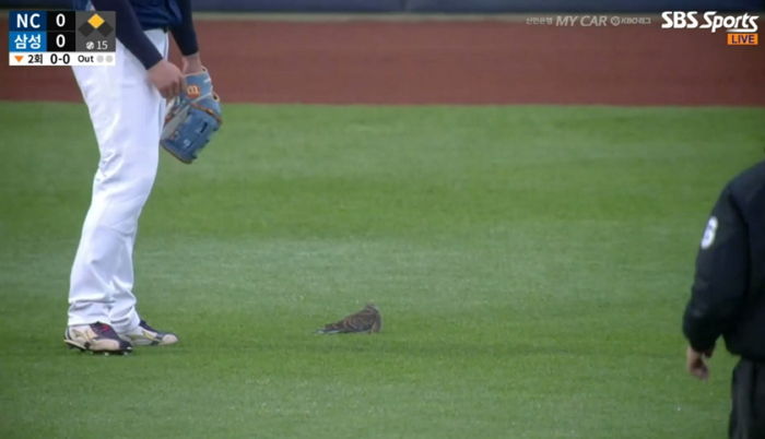 야구장 난입했다 내쫓기자 ‘앙심’(?) 품고 카메라 가린 채 시위한 ‘뒤끝 작렬’ 비둘기