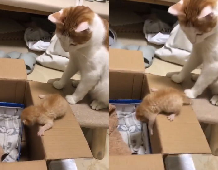 꼼지락거리는 아기 냥이 ‘고소공포증’ 한방에 해결해준 어미의 매정한(?) 행동