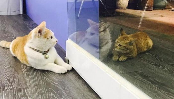 주인 사랑 듬뿍 받는 ‘집냥이 친구’ 부러운 눈빛으로 하염없이 바라보는 길냥이