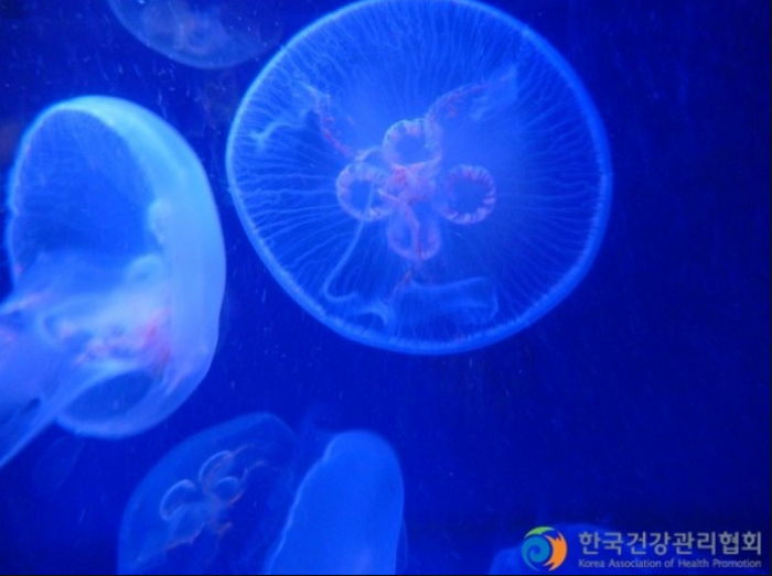여름에 바다 놀러가서 마주치면 손만 닿아도 온몸에 ‘맹독’ 퍼지는 바다생물 4가지