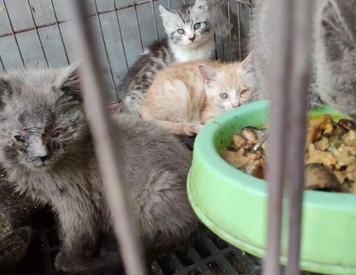 번식장서 평생 ‘임신·출산’ 반복하다 처참히 망가진 ‘엄마 고양이’의 몸