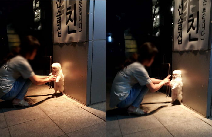 20살도 안 됐는데 몰래 술집 출입하다(?) 딱 걸린 ‘미성년자’ 댕댕이