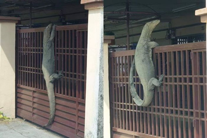 가정집 들어가려고 ‘스멀스멀’ 대문 기어 오르는 ‘대왕 도마뱀’