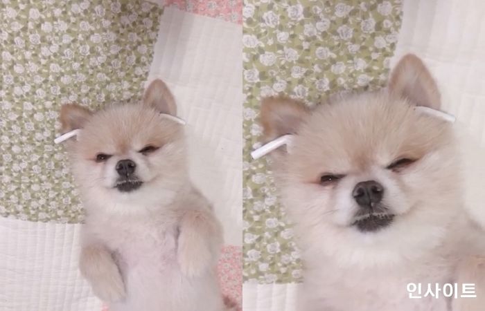 “크흐~ 취했다멍”···누나 몰래 에어팟 훔쳐 끼고 음악에 흠뻑 빠진 댕댕이