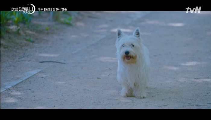 “댕댕아, 할아버지와 천국에서 행복해ㅠ”···견주들 폭풍 오열하게 한 어제자 ‘호텔델루나’