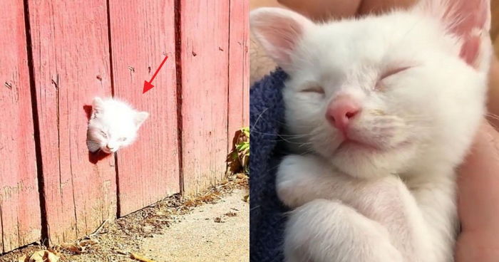 울타리 구멍에 고개 ‘빼꼼’ 내밀었다가 집사에 ‘간택’ 당한 아기 냥이