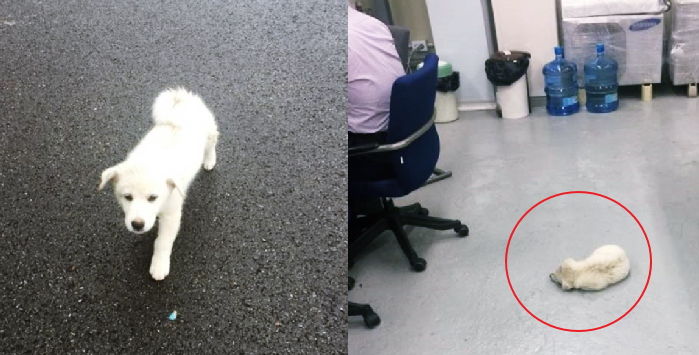 “길에 버려진 아기 댕댕이 밥 한번 줬더니 사무실까지 쫓아와 드러누웠습니다”