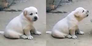 똥강아지 이미지