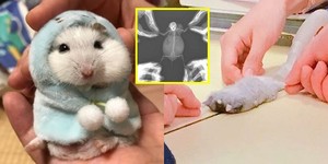 쪼꼬미 이미지