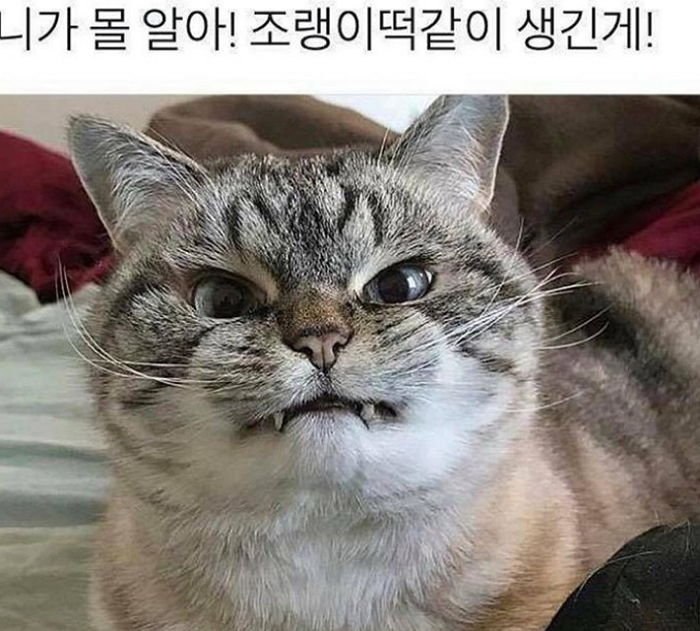 “조랭이떡같이 생긴 게!”···보는 이들마다 ‘개무시’하던 ‘조랭이떡 냥이’ 근황
