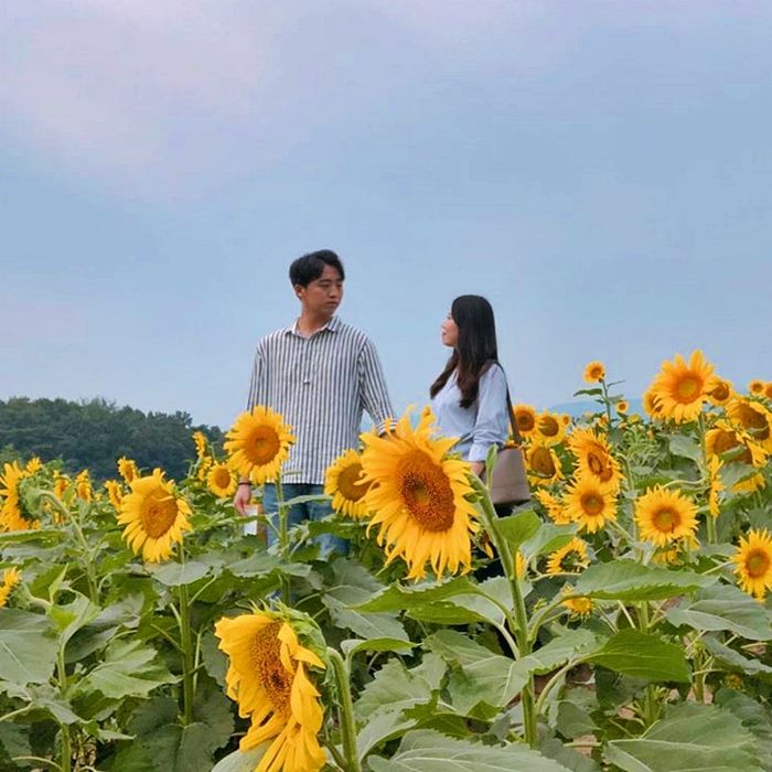 가을 맞아 만개한 황금빛 해바라기 사이서 인생샷 백만 장 건질 수 있는 ‘해바라기 축제’