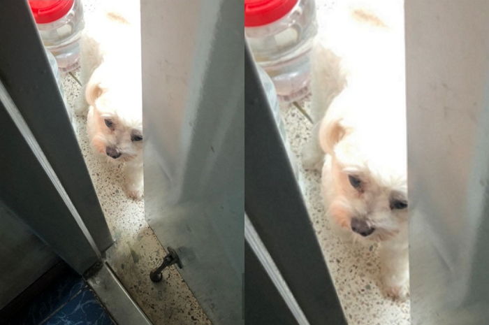 “옆집 댕댕이가 ‘전’ 부치는 냄새 맡고 우리집 문을 두드렸습니다”
