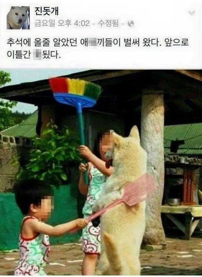 진돗개 강아지 자전거 짤