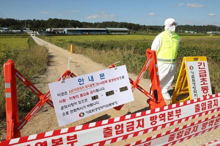 오는 26일 오후 12시까지 전국 돼지 대상 ‘이동중지명령’이 내려졌다