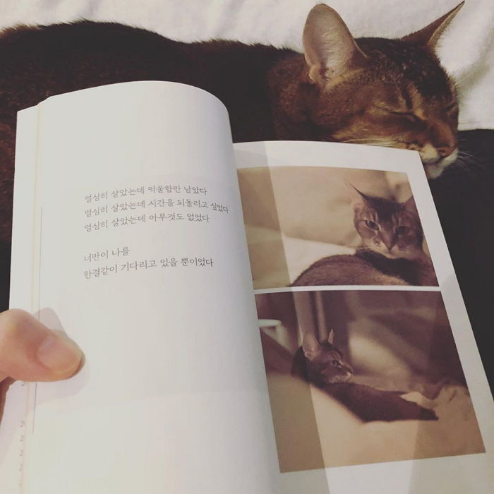 인사이트