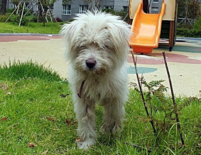 “사람에게 ‘두 번’ 버림받은 김포 ‘흰둥이’의 가족을 찾습니다”